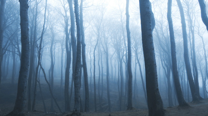 miedo, Emociones: El Miedo