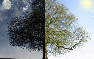 arbol cambio, día y noche
