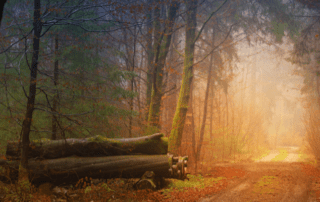 bosque mágico, cuento el bosque y el coach