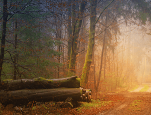 Cuento: el bosque y el coach