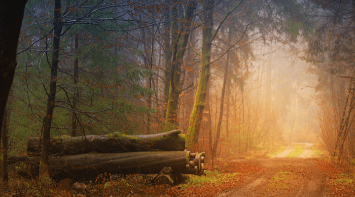 bosque mágico, cuento el bosque y el coach
