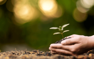 coaching en expansión, siembra y crecimiento